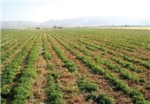 استان زنجان به قطب تولید گیاهان دارویی کشور تبدیل می‌شود
