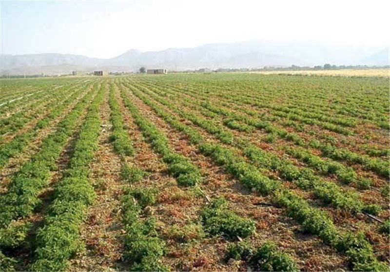 گیاهان دارویی در 145 هکتار اراضی استان بوشهر کاشته می‌شود
