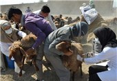 بیش از 135 هزار رأس دام در خراسان شمالی ضد تب برفکی واکسینه شدند