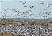 مهاجرت پرندگان آبزی و کنار آبزی زمستان‌گذران به مناطق ساحلی و تالابی ‌بوشهر