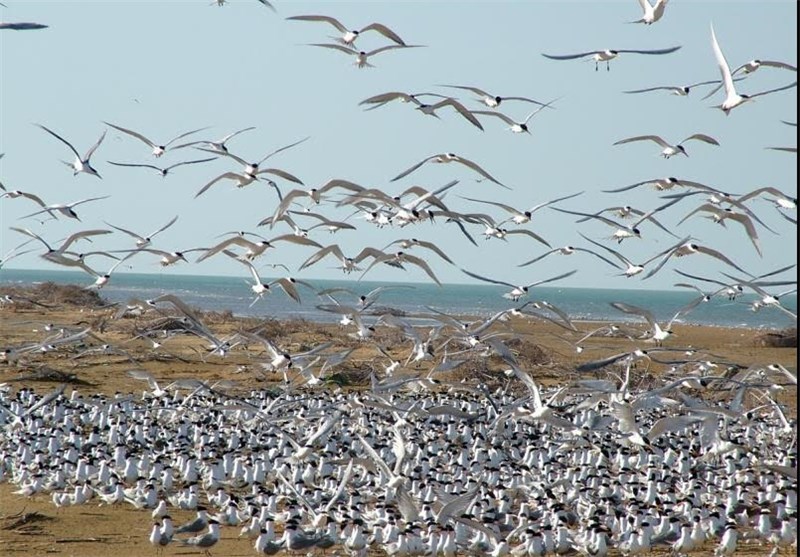 مهاجرت پرندگان آبزی و کنار آبزی زمستان‌گذران به مناطق ساحلی و تالابی ‌بوشهر