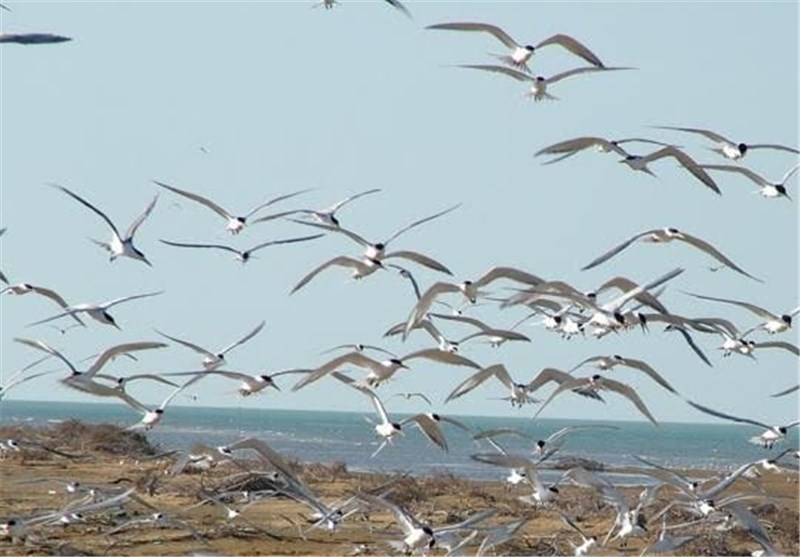 بارگشت پرندگان کوچ‌رو مهاجر از مناطق حفاظت استان بوشهر به نقاط سردسیر