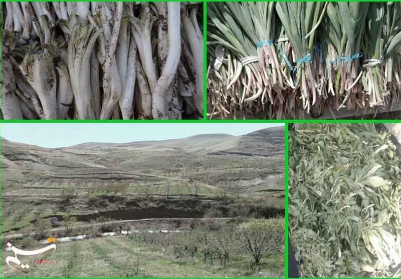 آذربایجان غربی رویشگاه 1000 گونه گیاه کوهی است