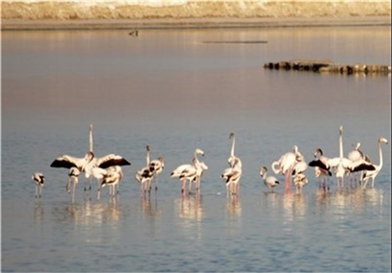 تنوع پرندگان آبزی و کنارآبزی در تالاب‌های استان اردبیل افزایش یافت/ممنوعیت شکار و زنده‌گیری انواع پرندگان