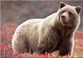 جولان خرس‌های گریزلی در آلاسکا/ اینبار یک معلم مورد حمله قرار گرفت