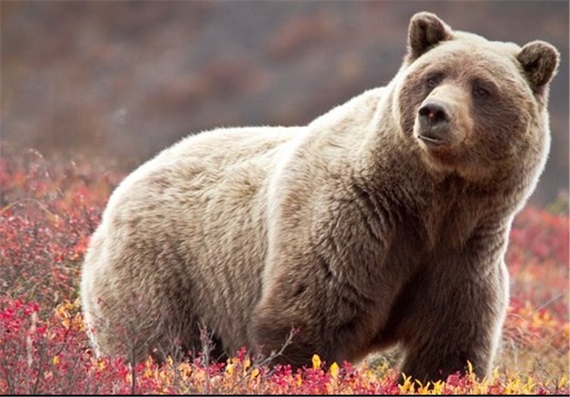 جولان خرس‌های گریزلی در آلاسکا/ اینبار یک معلم مورد حمله قرار گرفت