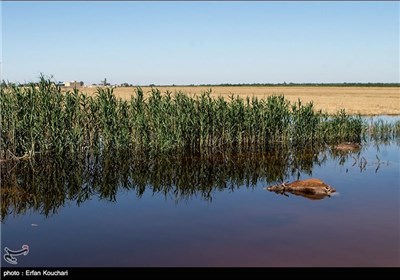 مناطق سیل زده شعبیه خوزستان