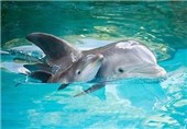 فیلم/لحظه دیدنی تولد بچه دلفین