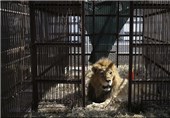 33 راس شیر از باغ‌وحش‌ نجات داده شدند