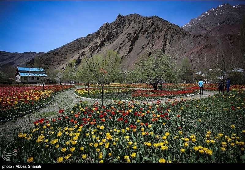 Gachsar Tulips Garden in Iran&apos;s Alborz