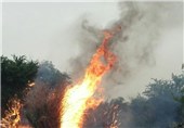 آتش‌سوزی گسترده در جنگل‌های پاسارگاد/‌ طول آتش‌سوزی زیاد است/ اعزام 70 نیروی اداری و مردمی و اعلام آماده‌باش به 3 شهرستان همجوار‌