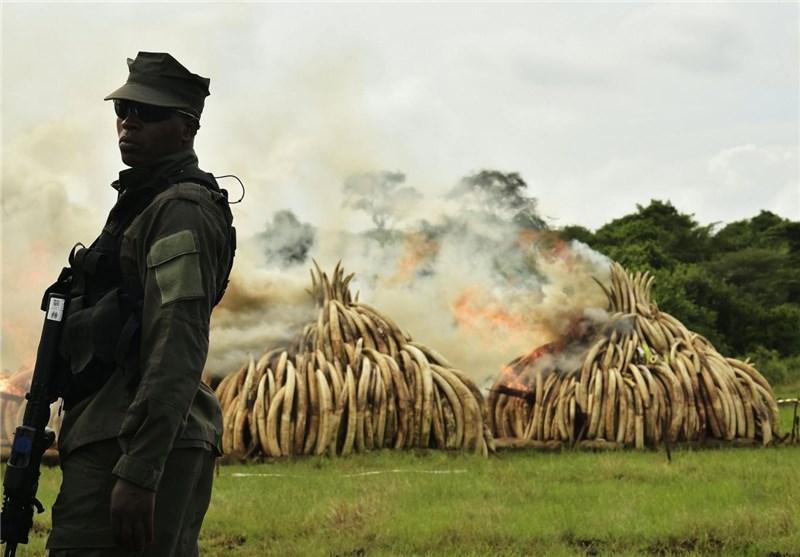بزرگترین تور سوزاندن عاج فیل و شاخ کرگدن در کنیا