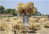 20 میلیارد ریال تسهیلات کشاورزی به شهرستان تایباد اختصاص یافت