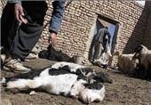 شیوع بیماری تب برفکی در اهر با مرگ صدها رأس گاو و گوسفند/ تعطیلی میدان دام اهر به دلیل شیوع بیماری