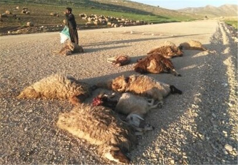 18 رأس دام در حمله گرگ‌ها در کرمانشاه تلف شدند