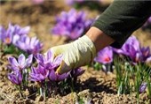 16 کیلوگرم زعفران از مزارع نهاوند برداشت می‌شود