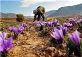 صادرات زعفران به علت نوسانات بازار 30 درصد کاهش یافت