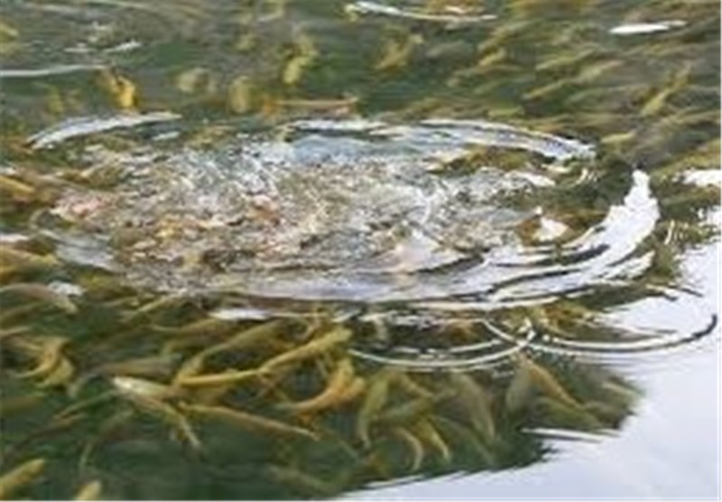تولید ماهیان سردآبی و گرم‌آبی در ملایر 20 درصد افزایش یافت