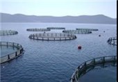8000 تن ماهی در استان اردبیل تولید می‌شود