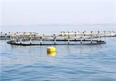 10 میلیارد ریال اعتبار ملی برای توسعه پرورش ماهی در اردبیل اختصاص یافت