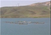 دستور استاندار برای برچیده شدن طرح پرورش ماهی در سد حوضیان الیگودرز/تاکید بر استفاده از ظرفیت گردشگری