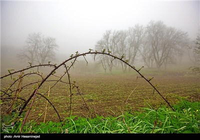 طبیعت بهاری شمال کشور