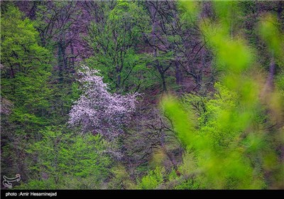 طبیعت بهاری شمال کشور