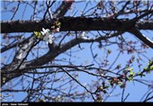 شکوفه های بهاری در ایلام