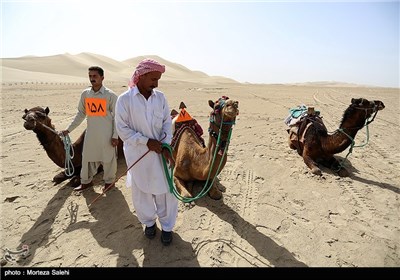 Camel Race Competition in Khara Desert in Central Iran