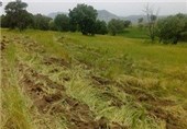 تغییر غیرمجاز کاربری اراضی زراعی و باغ‌ها در استان مرکزی افزایش یافت