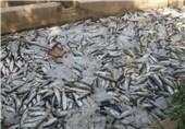 300 هزار قطعه ماهی در دریاچه سد سراب گیلان‌غرب تلف شد