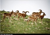 از تلفات میشها و قوچهای تهران تا مشکوک شدن به بیماری طاعون نشخوار کنندگان