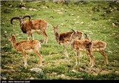ماجرای گرفتار شدن 27 راس قوچ درون گودال + توضیحات محیط زیست