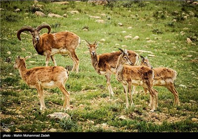 Iran’s Beauties in Photos: Bijar Protected Zone