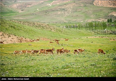 Iran’s Beauties in Photos: Bijar Protected Zone