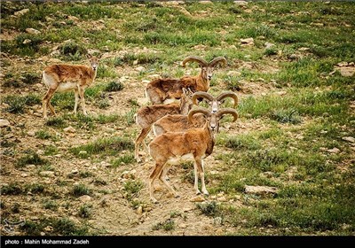 Iran’s Beauties in Photos: Bijar Protected Zone