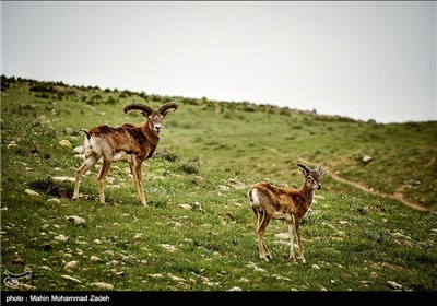 Iran’s Beauties in Photos: Bijar Protected Zone