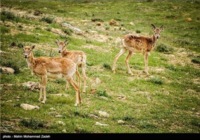 Iran’s Beauties in Photos: Bijar Protected Zone