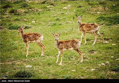 Iran’s Beauties in Photos: Bijar Protected Zone