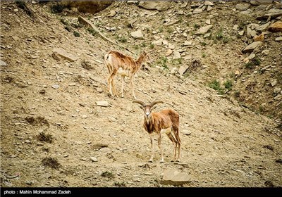 Iran’s Beauties in Photos: Bijar Protected Zone