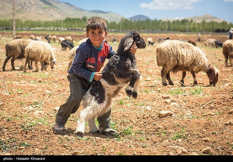 روز روستا و عشایرـ 7| عشایر فارس سالانه 250 هزار تن انواع محصولات تولید می‌کنند + فیلم