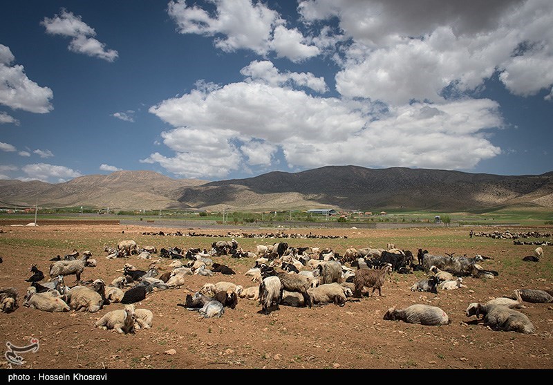 11.8 میلیارد تومان برای حل مشکلات خشکسالی عشایر استان بوشهر نیاز است