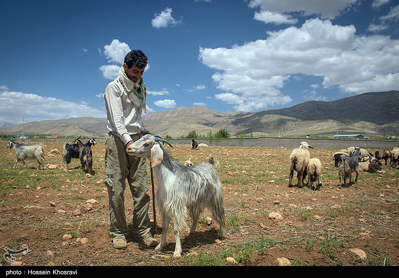 عشایر شهرضا تأمین کننده 25 درصد گوشت قرمز اصفهان/ خشکسالی معضل اصلی عشایر