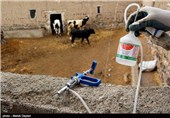 بیش از 25 درصد دام‌های آذربایجان شرقی در مقابل تب برفکی واکسینه شدند/تلف شدن 1348 رأس دام استان از تب برفکی