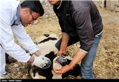 واکسینه کردن دامها در برابر تب برفکی - اهر