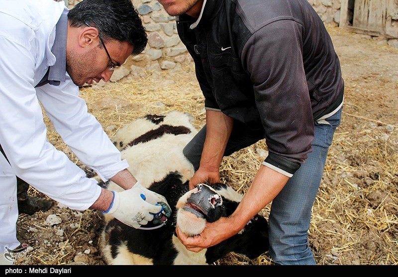 تعطیلی خط تولید واکسن ایرانی، زندگی روستائیان را نابود می‌کند