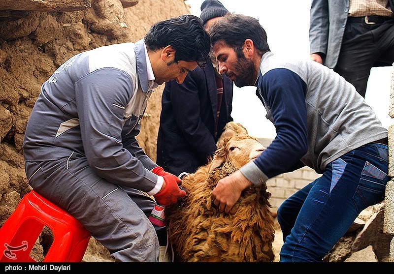 ‌شناسایی 17 کانون بیماری تب برفکی در دهگلان