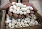توزیع 190 بسته تخم نوغان در سوادکوه شمالی