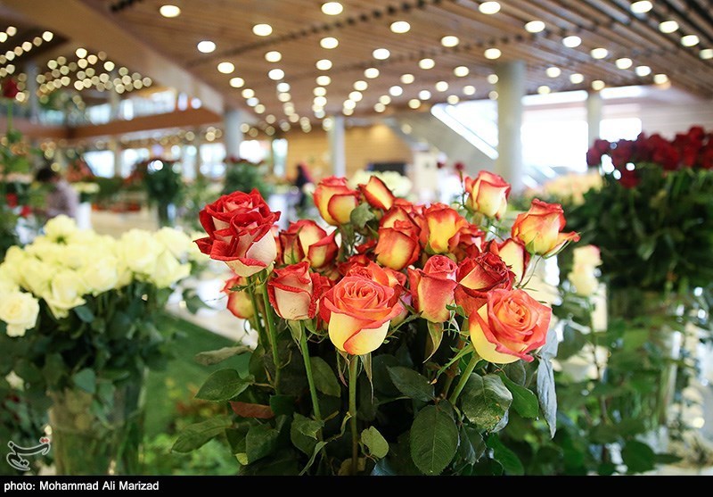 استقبال کم نظیر کرمانی‌ها از نمایشگاه گل و گیاه/ نخل ماداگاسکار گرانترین گیاه نمایشگاه