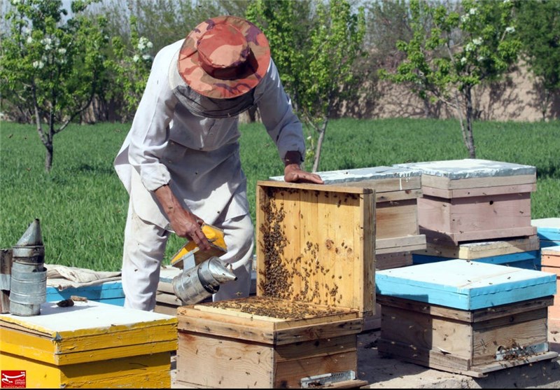 کلنی‌های زنبور عسل همدان به 16000 عدد رسید